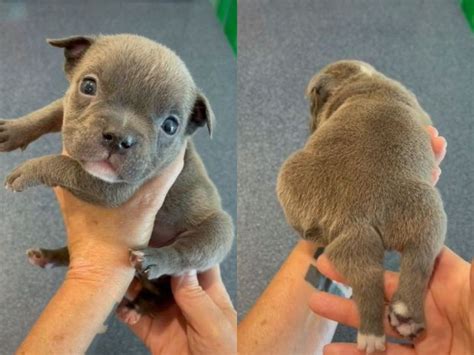 Puppy thought to be born with 2 tails has 5 legs 